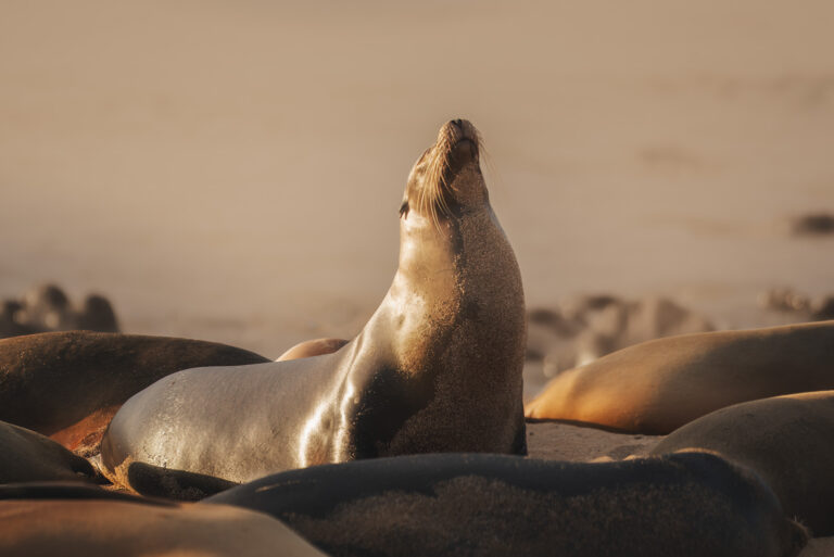 Read more about the article What to Expect on a Galapagos Cruise with HX Hurtigruten Expeditions
