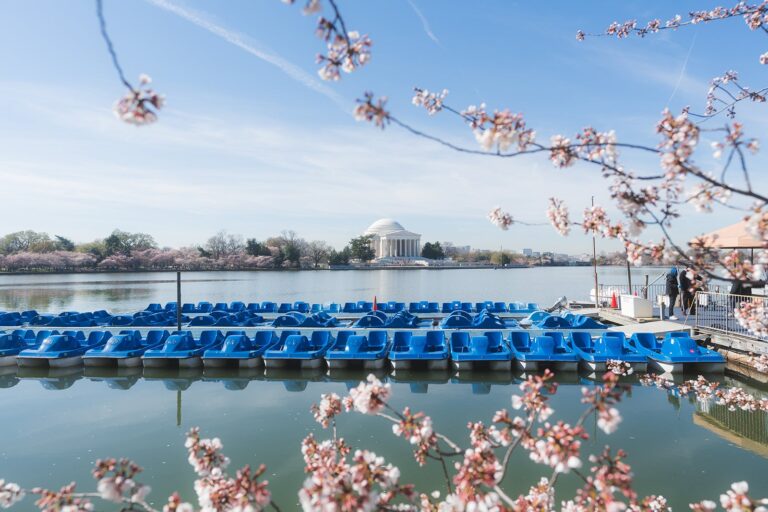 Read more about the article Peak bloom date announced: Best time to see DC’s cherry blossoms in 2024