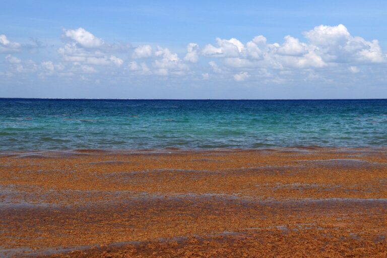 Read more about the article Sargassum is headed to Florida and the Caribbean. Could it ruin your beach vacation?