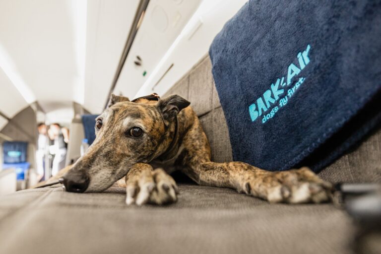 Read more about the article Bark Air promises a first-class ride for your pet — for a hefty fee