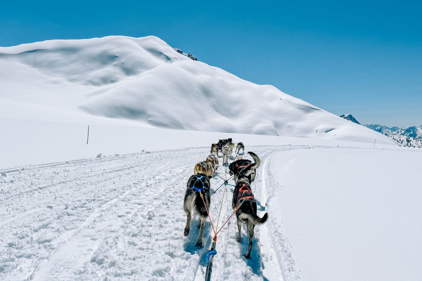 You are currently viewing What it’s like to go dog sledding on an Alaskan cruise